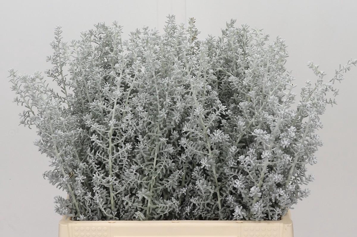 <h4>Kochia (Maireana Sedifolia)</h4>