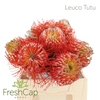 Leuco Tutu