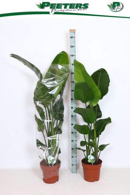 <h4>STRELITZIA NICOLAI</h4>