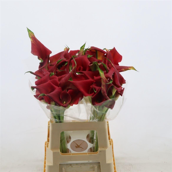 <h4>Calla Bermuda | Dubbelbloemig</h4>