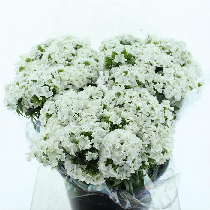 <h4>Di Barb White</h4>