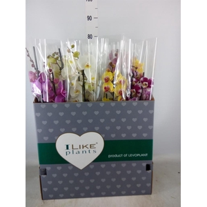 Phalaenopsis   ...mix