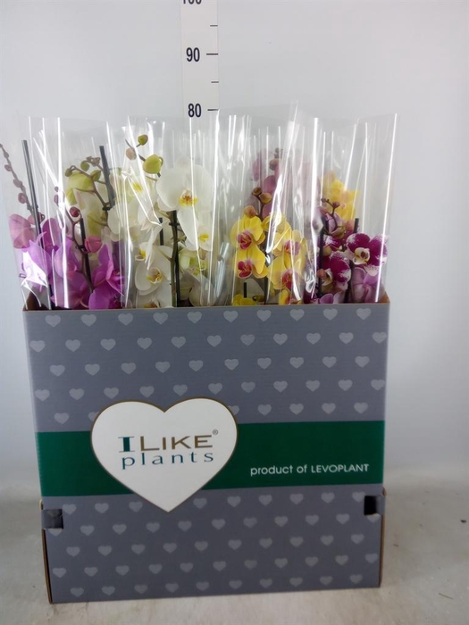 <h4>Phalaenopsis   ...mix</h4>