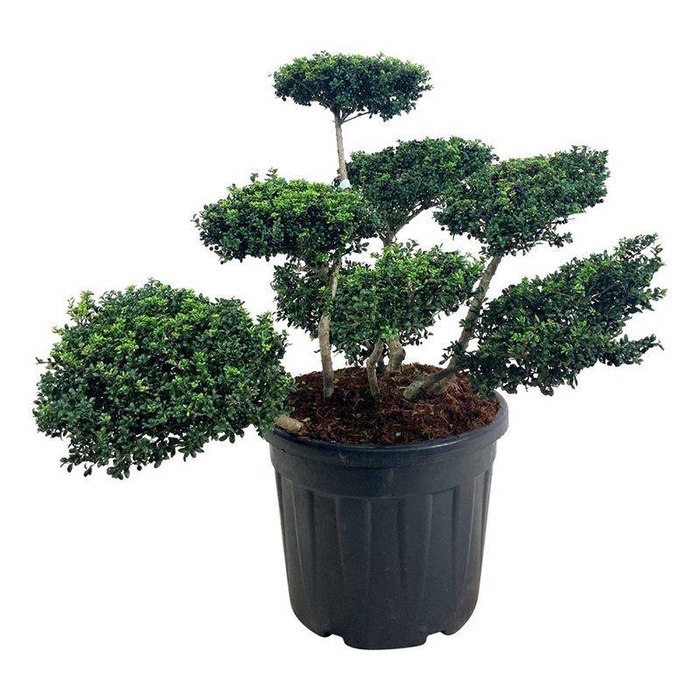 <h4>Ilex crenata 'Convexa'</h4>