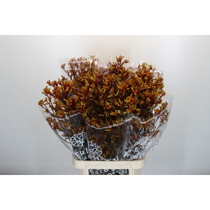Anigozanthos Gold Fever