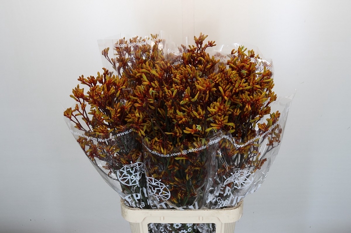 <h4>Anigozanthos Gold Fever</h4>