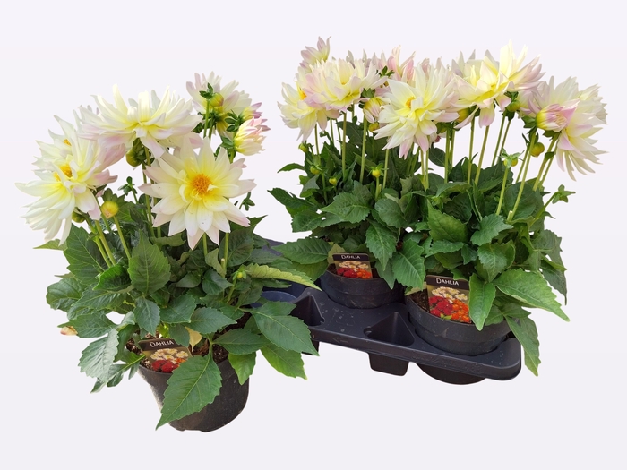 <h4>DAHL D LAB GR WHITE</h4>