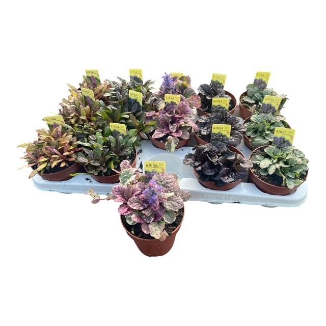 <h4>AJUGA OV</h4>