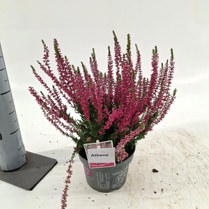 Calluna vulg. ‘Athene’ (gg) PBR