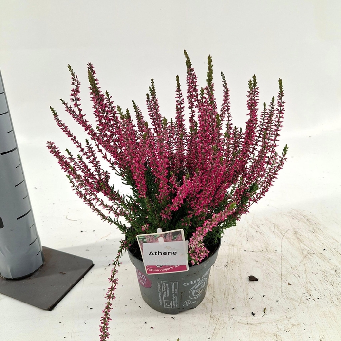 <h4>Calluna vulg. ‘Athene’ (gg) PBR</h4>