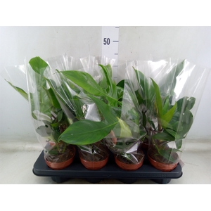 Philodendron   ...