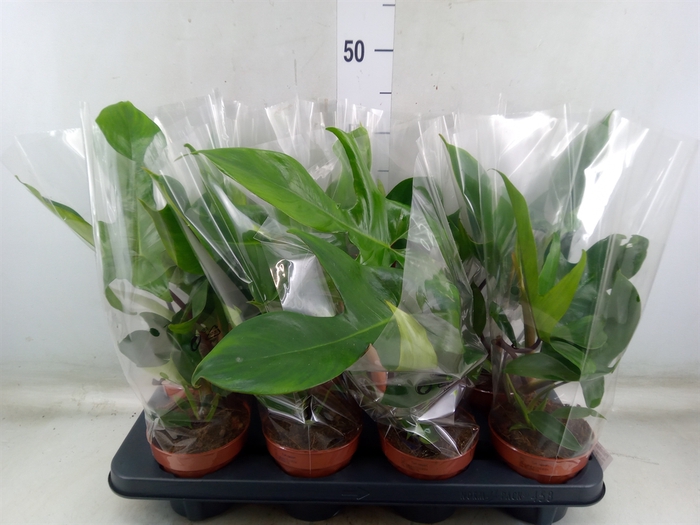 <h4>Philodendron   ...</h4>