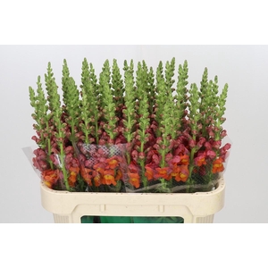 Antirrhinum Potomac Dark Orange