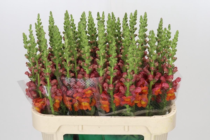<h4>Antirrhinum Potomac Dark Orange</h4>
