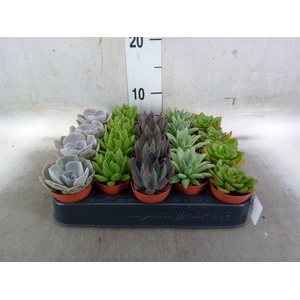 Echeveria   ...mix