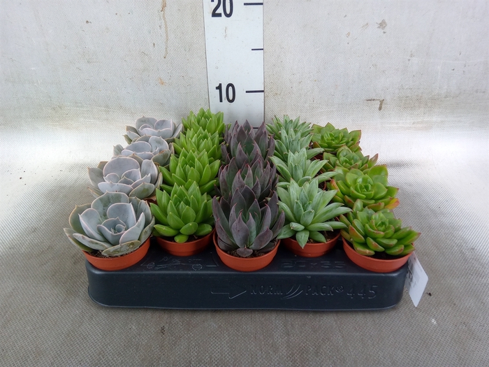<h4>Echeveria   ...mix</h4>
