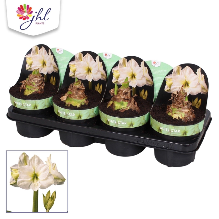 <h4>Amaryllis White Star</h4>