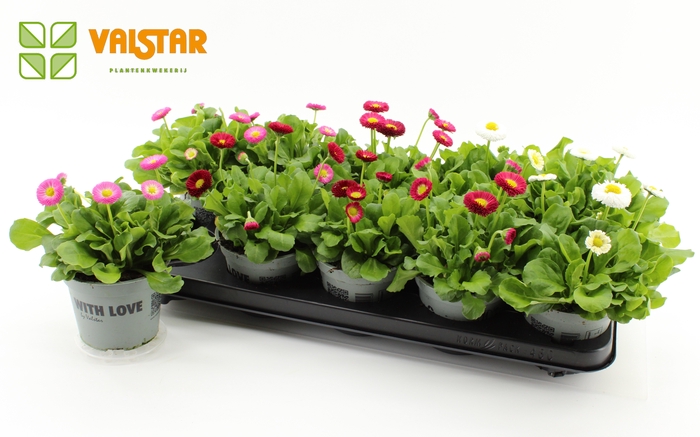 arr8 Bellis P Kl Bel Gem