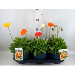 Papaver nudic.