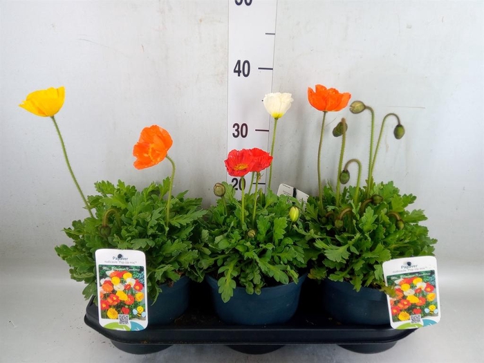 <h4>Papaver nudic.</h4>