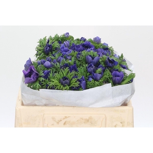 Anemone Levante Blue