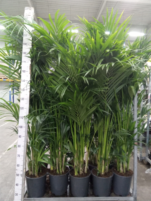 <h4>Howea forsteriana</h4>