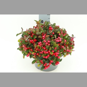 GAULTH PROCUMBENS