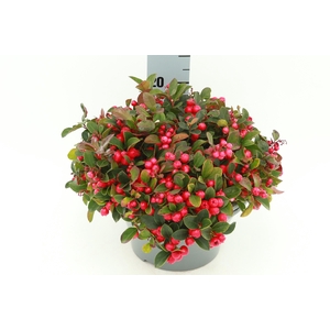 GAULTH PROCUMBENS