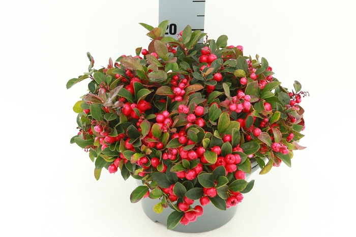 <h4>GAULTH PROCUMBENS</h4>