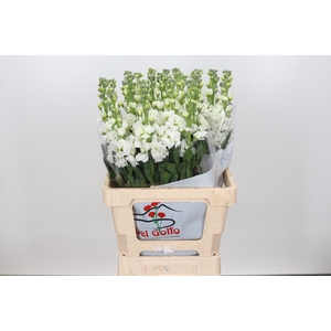 Matthiola Iron White (min 18 buckets )