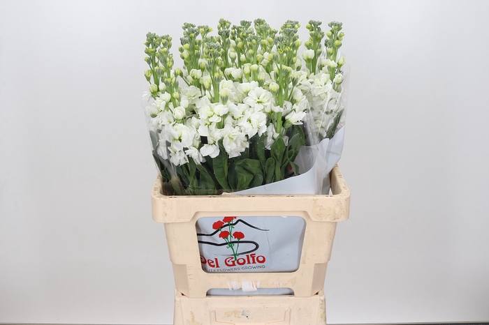 Matthiola Iron White (min 18 buckets )