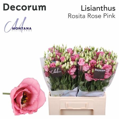 <h4>Eus G Rosi Rose Pink</h4>
