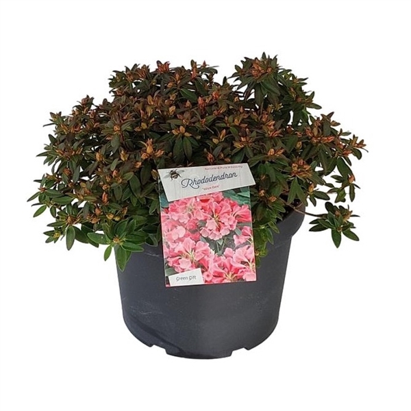 <h4>Rhodo. 'Wee Bee' pink</h4>