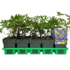 Geranium Johnsons Blue