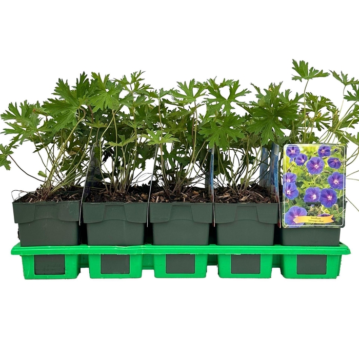 Geranium Johnsons Blue