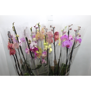 PHALAENOPSIS P12 2 HT