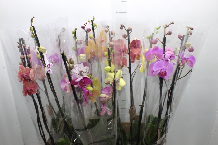 <h4>PHALAENOPSIS P12 2 HT</h4>
