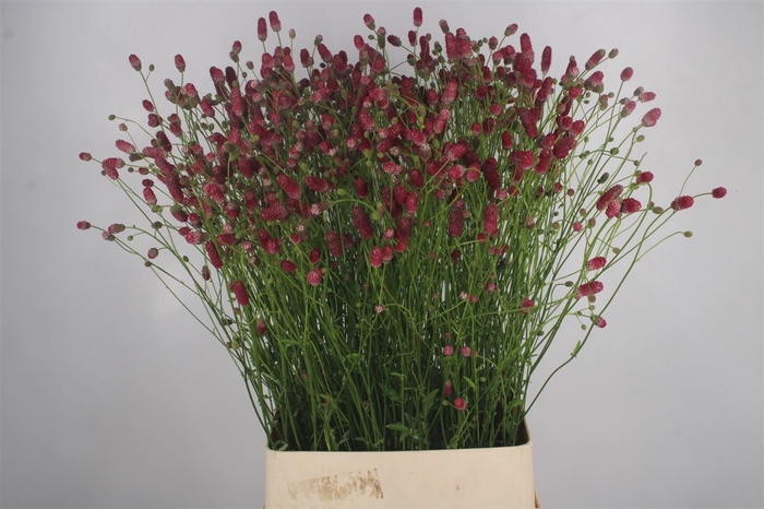 <h4>Sanguisorba Arnhem Red</h4>