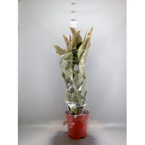 Ficus elastica 'Tineke'