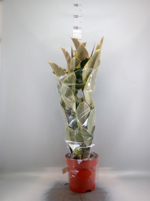 <h4>Ficus elastica 'Tineke'</h4>