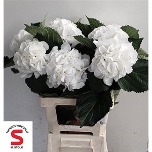 Hydr M Schneeball 65 Cm