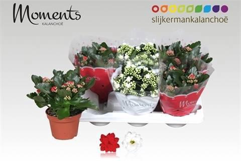 <h4>KAL GE GEM 2 KL</h4>