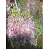 DENDROBIUM OV DENDR OV