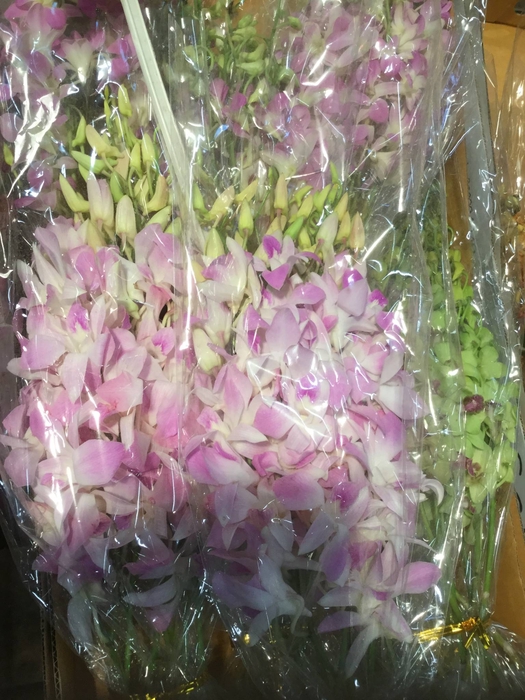 DENDROBIUM OV DENDR OV