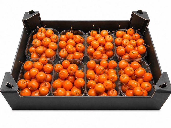 <h4>WAX APPEL H%</h4>