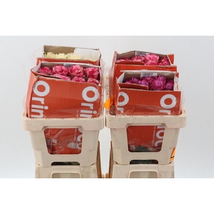 R Gr Assorti Mixed 40cm Co