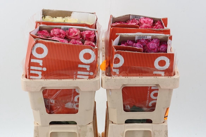 <h4>R Gr Assorti Mixed 40cm Co</h4>