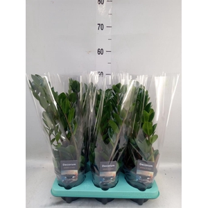 Zamioculcas zamiifolia 'Lima'