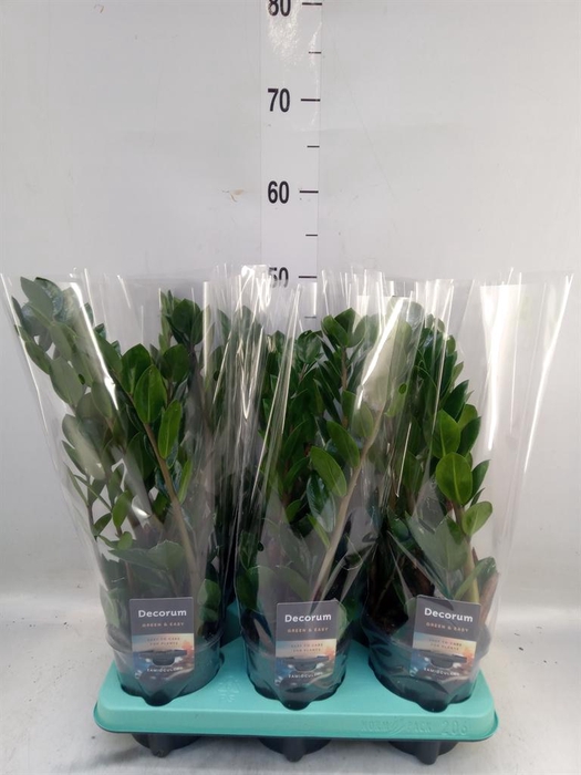 <h4>Zamioculcas zamiifolia 'Lima'</h4>