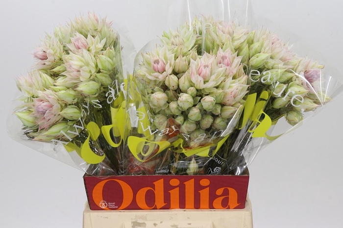 <h4>Blushing Bride Ayoba Bridal Star</h4>